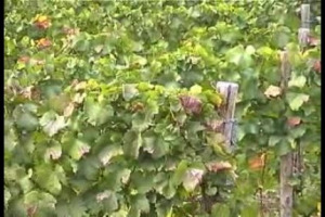 A vendemmia finita, facciamo un po&rsquo; il punto sull&rsquo;annata 2009. Per questa volta, per&ograve;, sono i produttori a parlarvi e non i comunicati stampa. E in pi&ugrave; lo fanno mostrandovi la loro materia prima: l&rsquo;uva